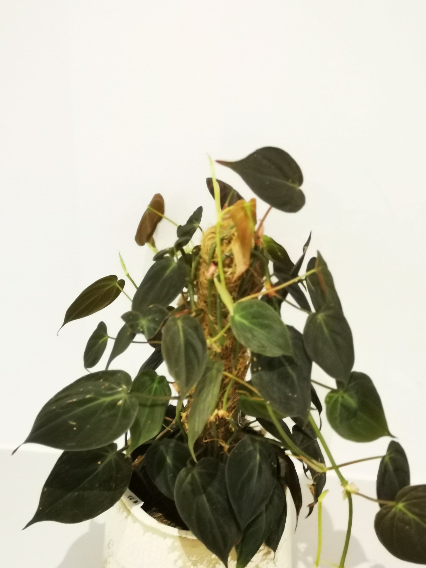 Philodendron scandens subsp. micans - De Plantrekkers - De Plantrekkers