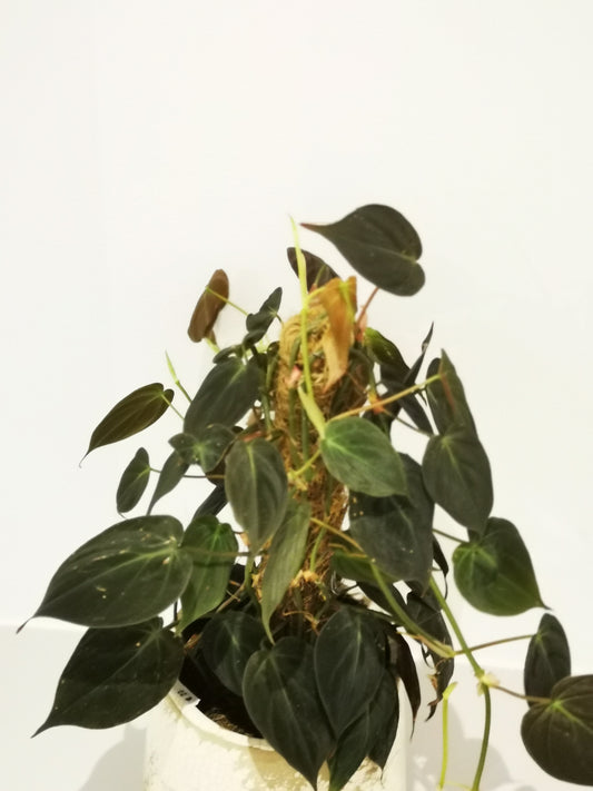 Philodendron scandens subsp. micans - De Plantrekkers  - De Plantrekkers