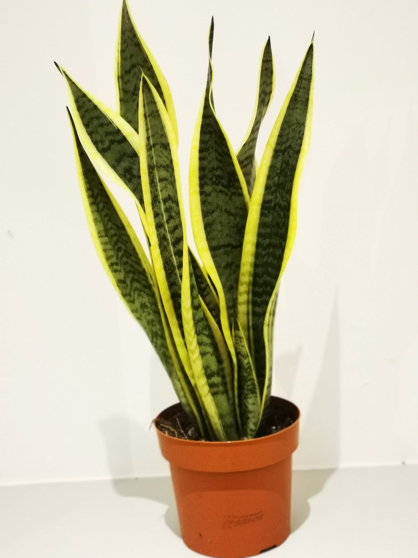 Sansevieria 'Futura Superba' - De Plantrekkers - De Plantrekkers