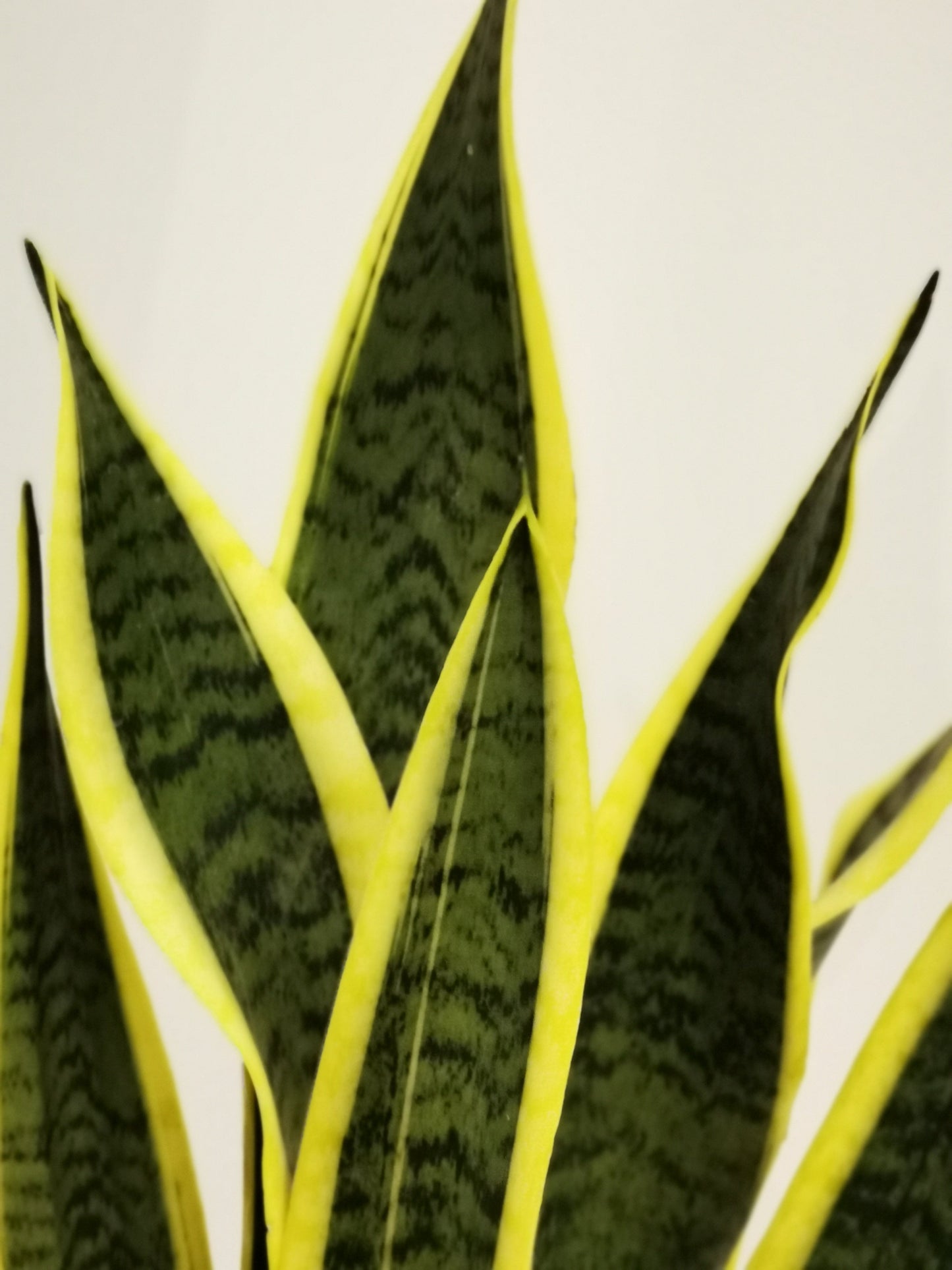 Sansevieria 'Futura Superba' - De Plantrekkers - De Plantrekkers
