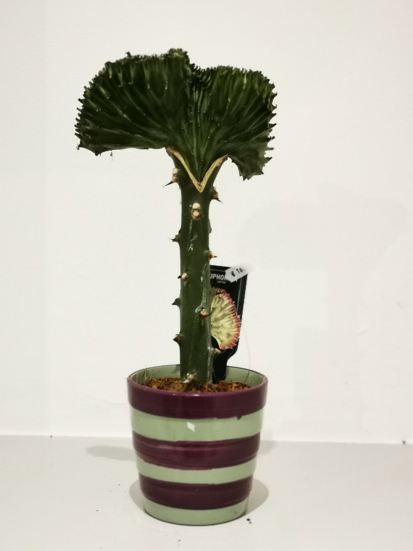 Euphorbia lactea 'Cristata' - De Plantrekkers - De Plantrekkers