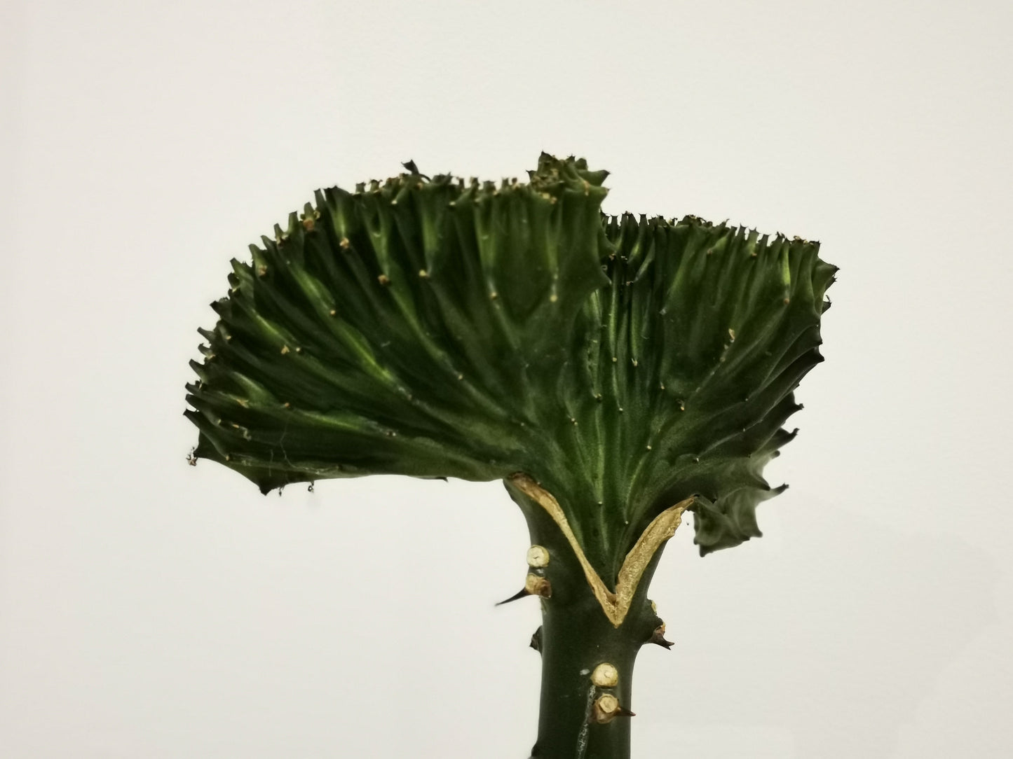 Euphorbia lactea 'Cristata' - De Plantrekkers - De Plantrekkers