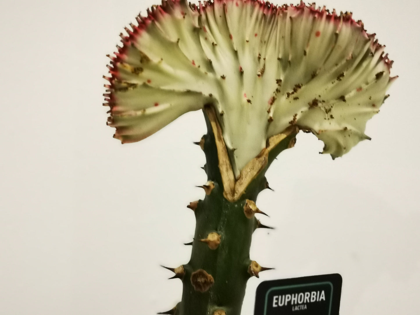 Euphorbia lactea 'Cristata' - De Plantrekkers - De Plantrekkers