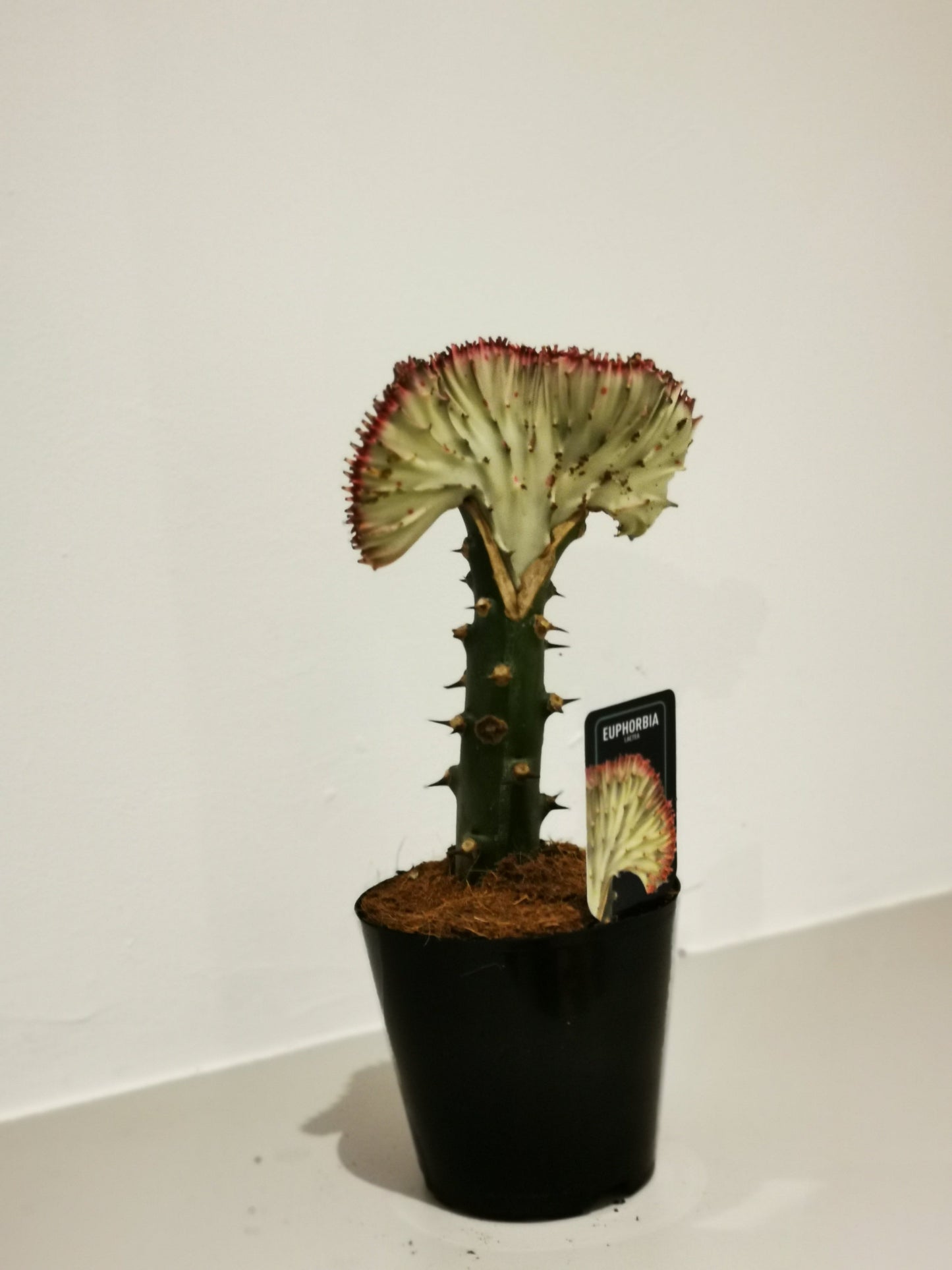 Euphorbia lactea 'Cristata' - De Plantrekkers - De Plantrekkers