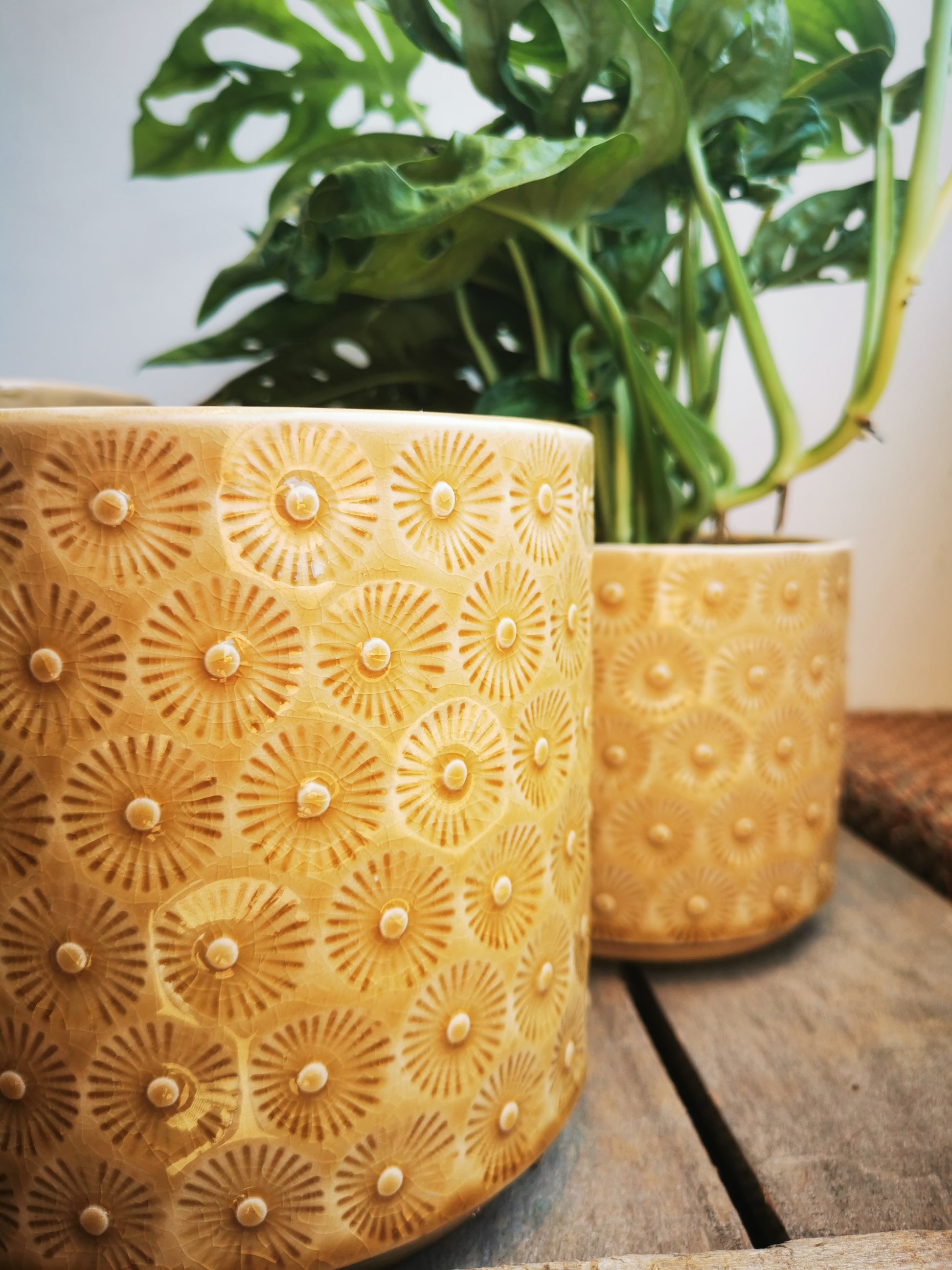 Beige pot met ster- of bloempatroon - De Plantrekkers  - De Plantrekkers