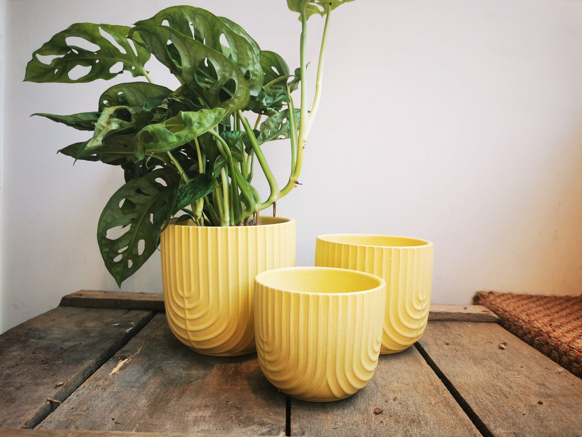 Gele pot met strepen - De Plantrekkers  - De Plantrekkers