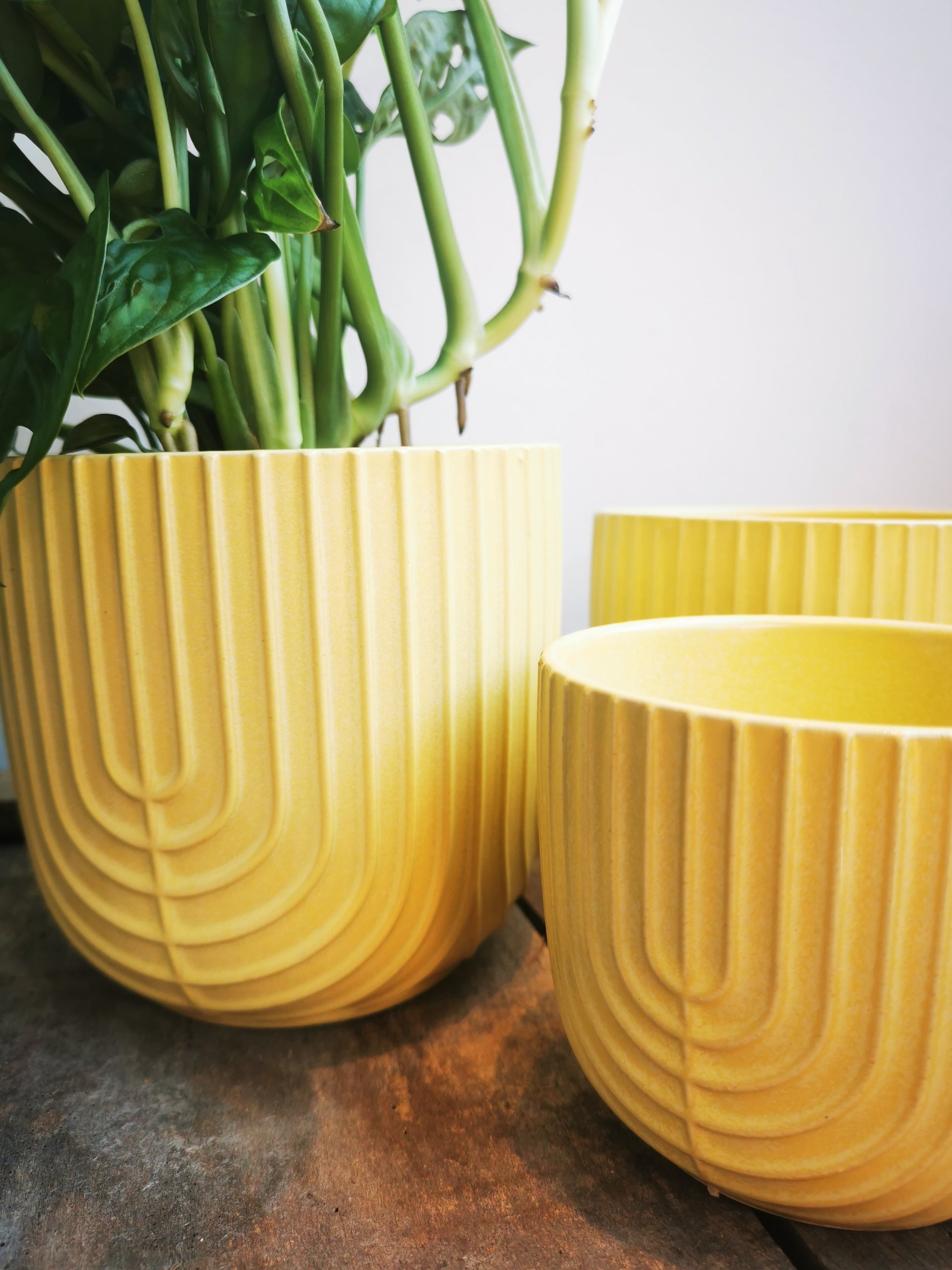 Gele pot met strepen - De Plantrekkers  - De Plantrekkers