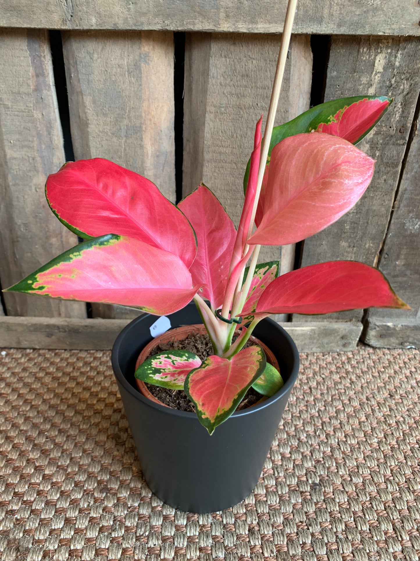 Aglaonema Flamingo - De Plantrekkers - De Plantrekkers