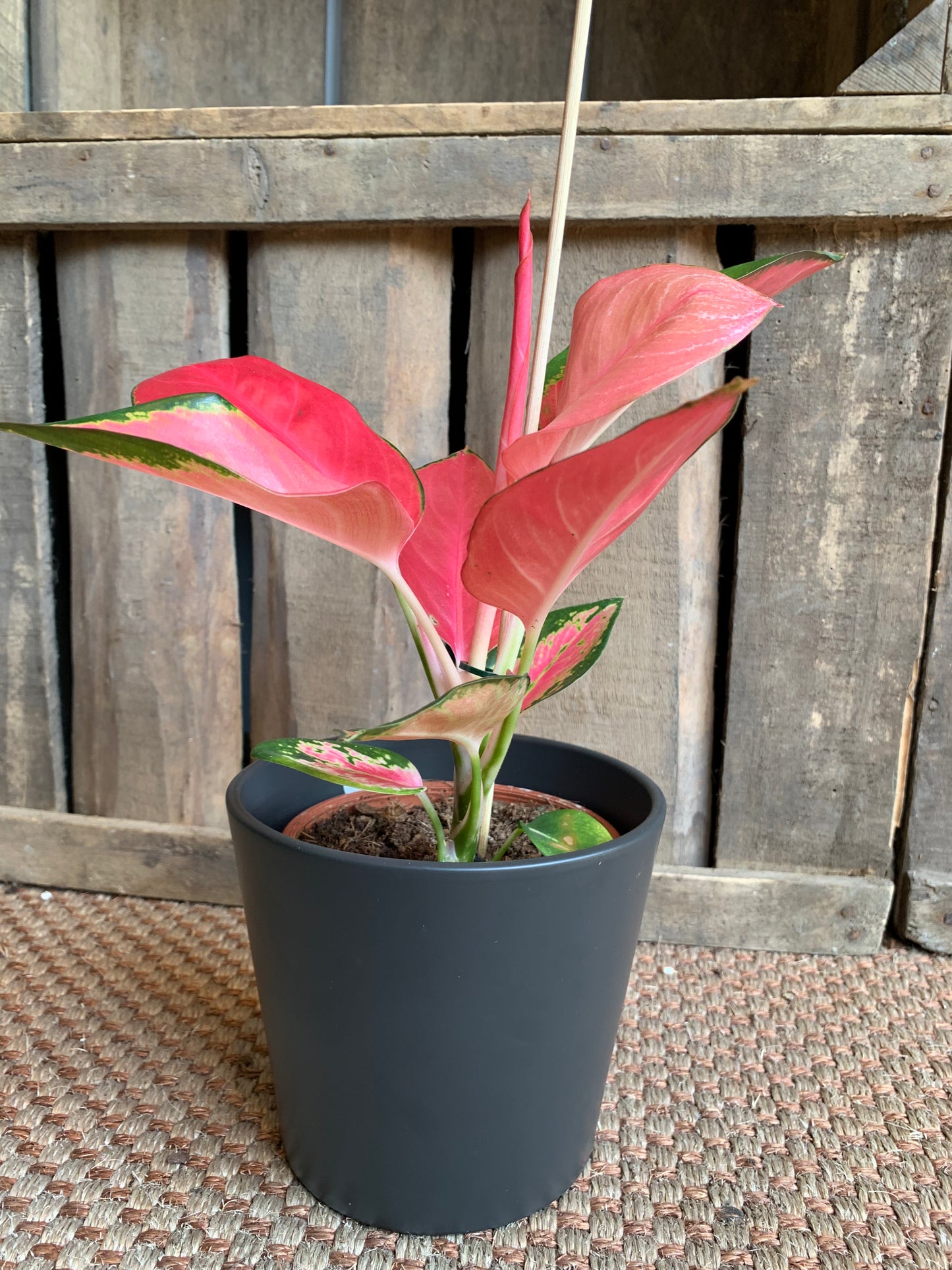 Aglaonema Flamingo - De Plantrekkers - De Plantrekkers