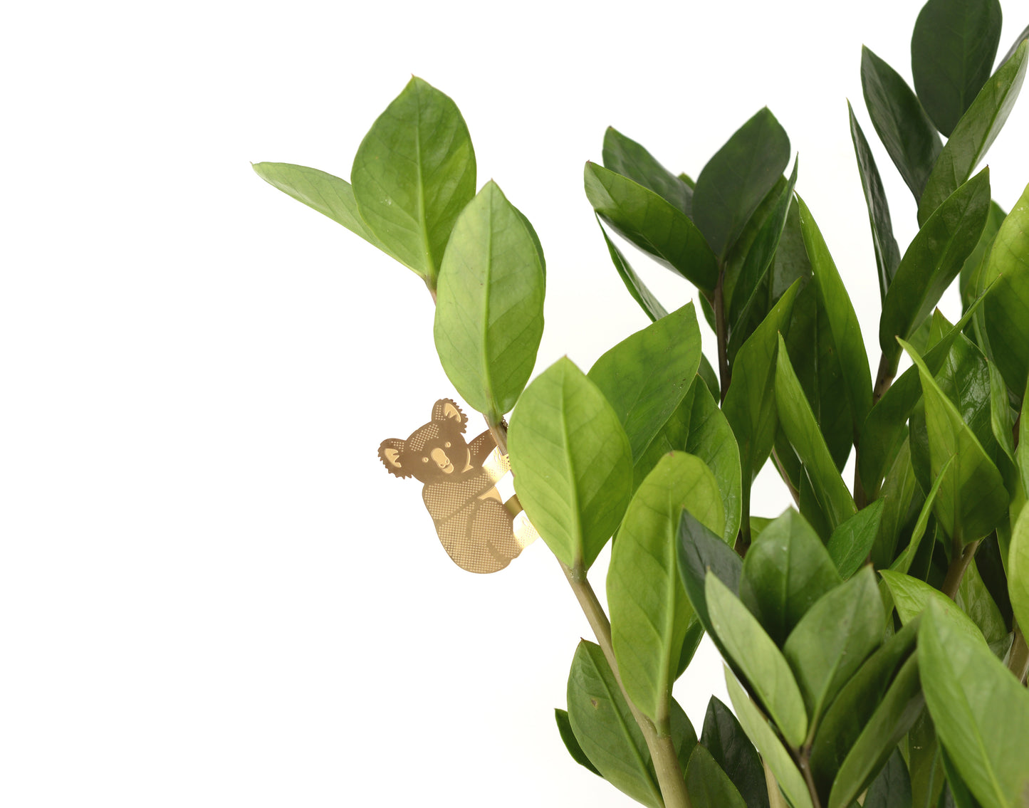 Koala plantenhanger de plantrekkers zzplant
