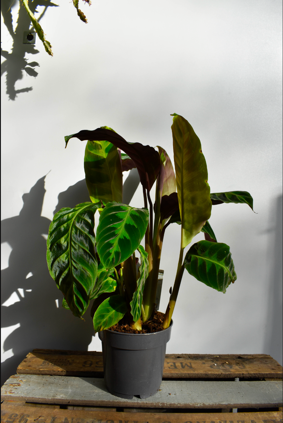 Calathea Warscewiczii - De Plantrekkers - De Plantrekkers