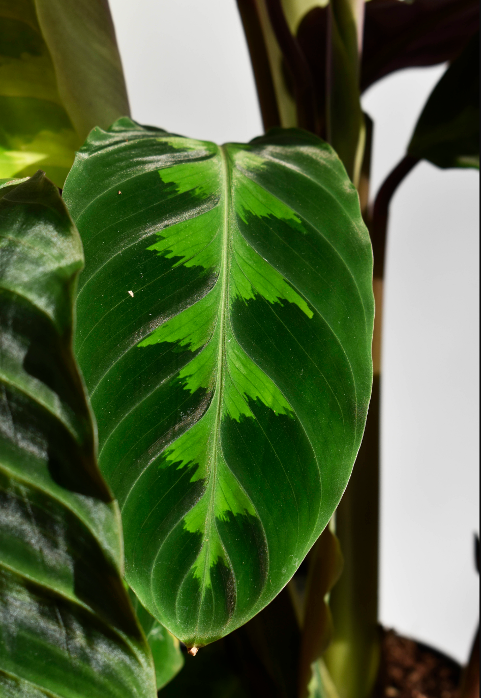 Calathea Warscewiczii - De Plantrekkers - De Plantrekkers