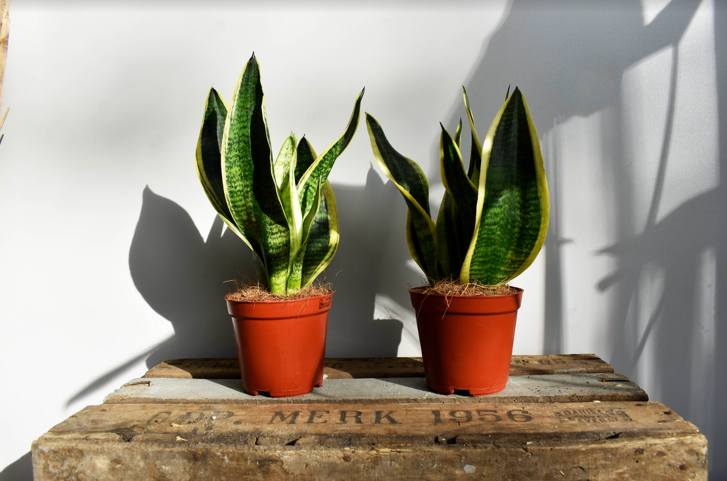 Sansevieria 'Futura Superba' - De Plantrekkers - De Plantrekkers