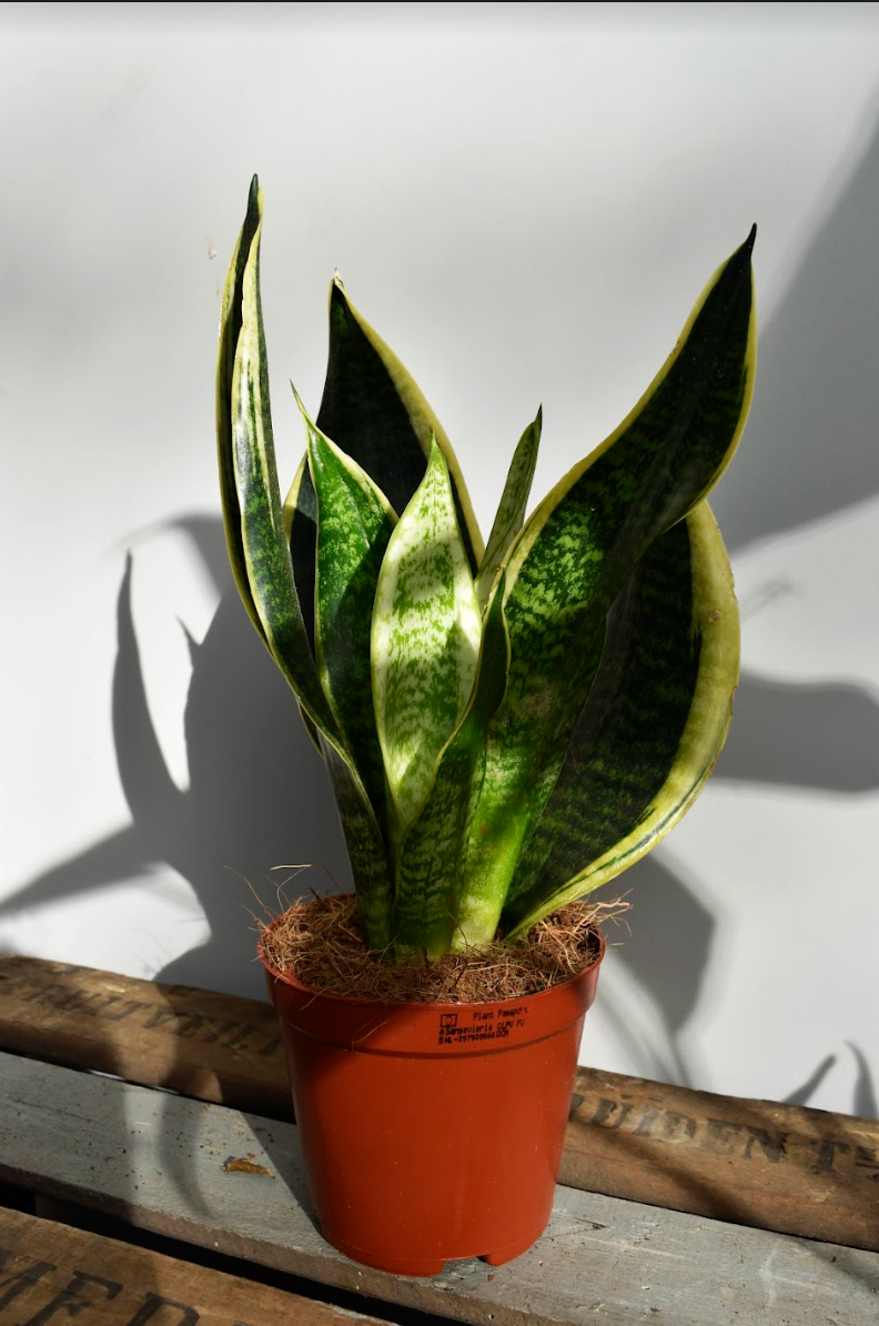 Sansevieria 'Futura Superba' - De Plantrekkers - De Plantrekkers