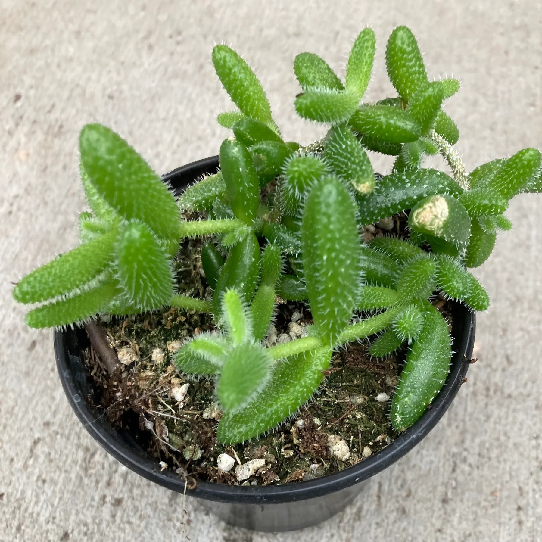 Foto van een Delosperma Echinatum, ook wel bekend als de Pickle Plant. De plant heeft augurkvormige bladeren en voelt heel zacht door de witte haartjes op de bladeren.