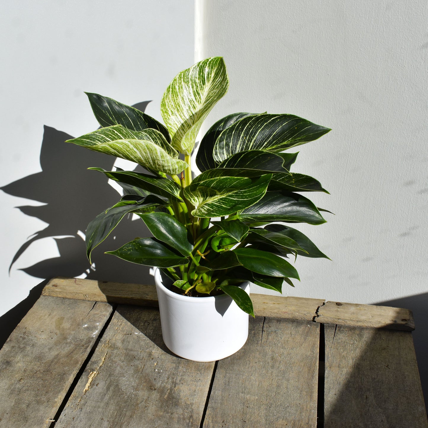 Philodendron Birkin - De Plantrekkers - De Plantrekkers