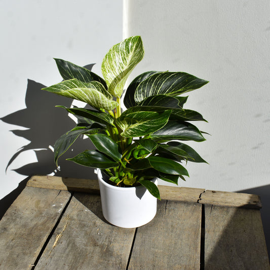 Philodendron Birkin - De Plantrekkers  - De Plantrekkers