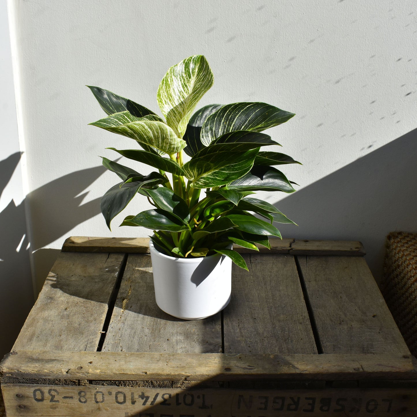 Philodendron Birkin - De Plantrekkers - De Plantrekkers