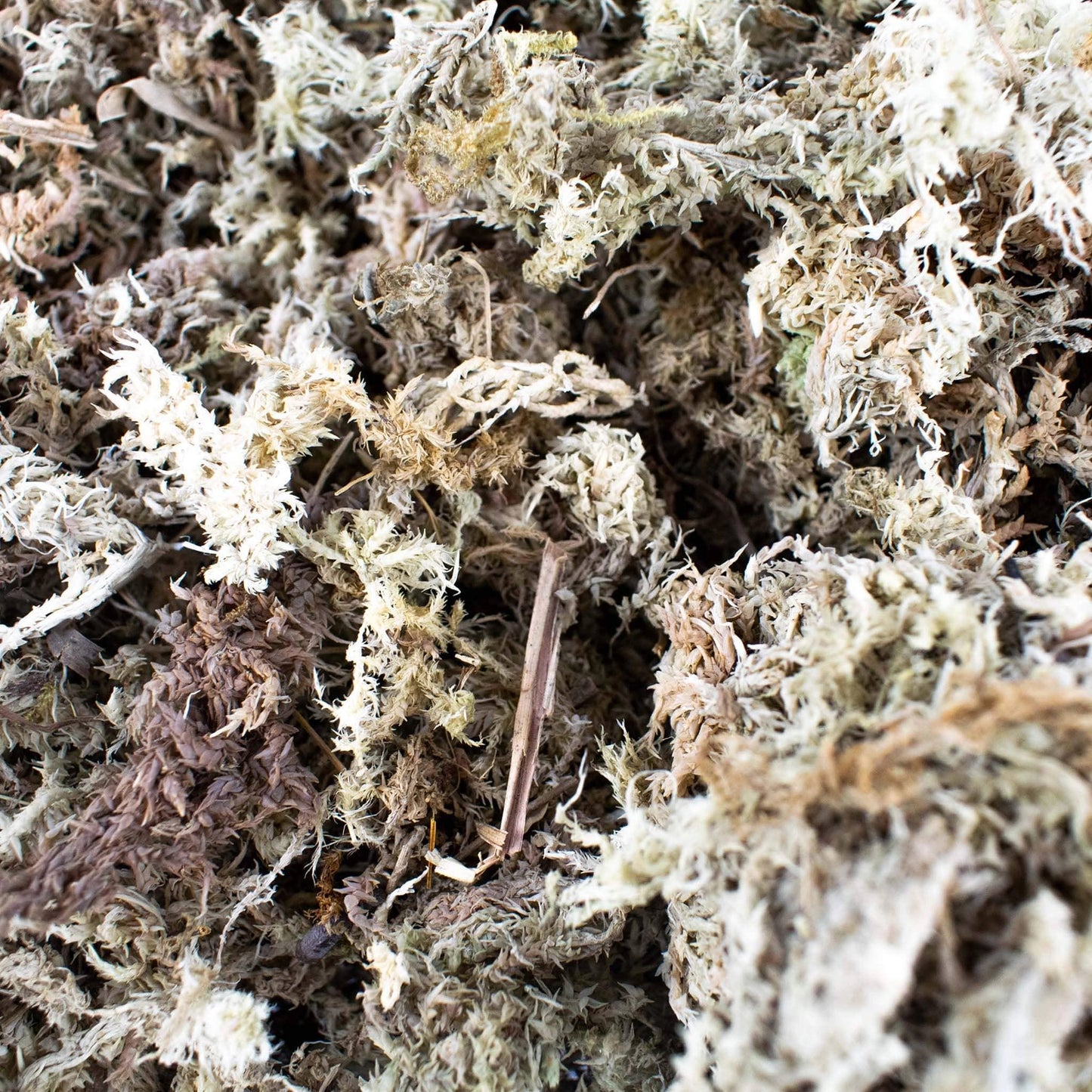 Sphagnum moss (veenmos) - De Plantrekkers - De Plantrekkers
