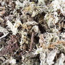 Afbeelding in Gallery-weergave laden, Sphagnum moss (veenmos) - De Plantrekkers  - De Plantrekkers 
