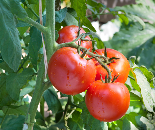 Wanneer Tomaten Buiten Planten?