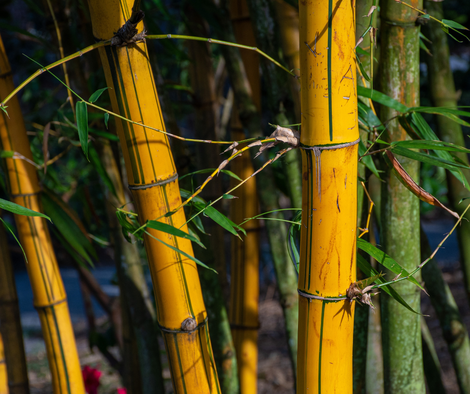 Wanneer Bamboe Planten?