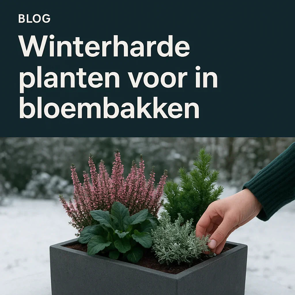 10 winterharde planten voor in bloembakken