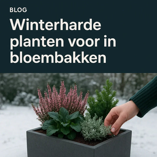 10 winterharde planten voor in bloembakken
