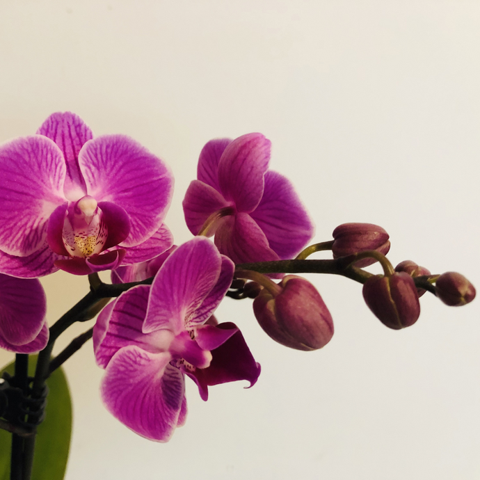 Zo zorg je voor Orchideeën