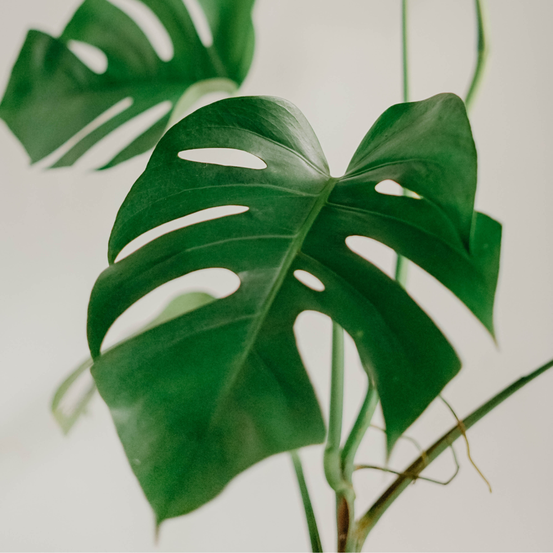 De Monstera (Gatenplant) water geven