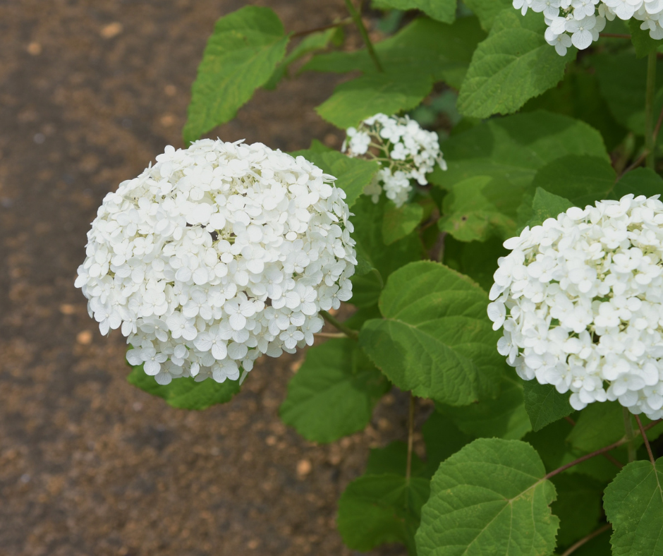 Wanneer Annabellen Planten?