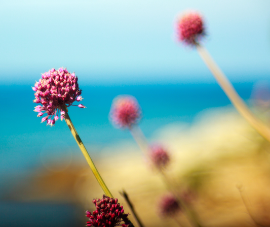 Wanneer Allium Planten?