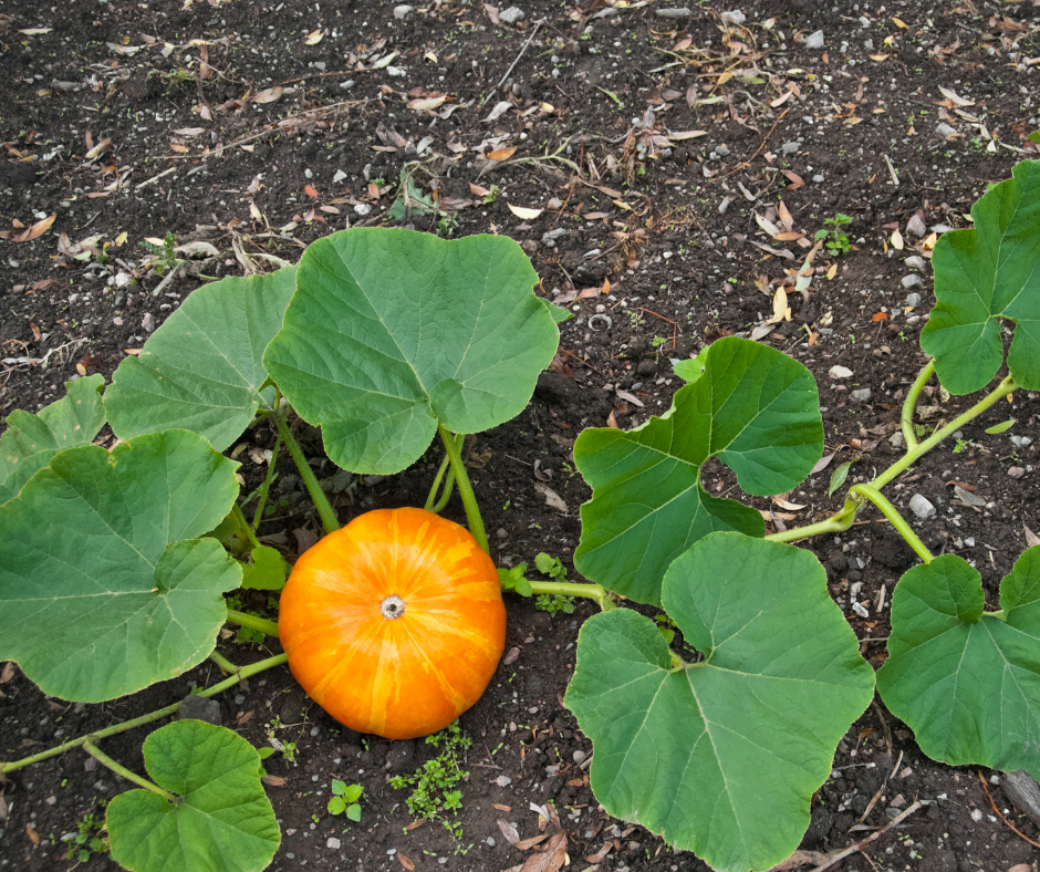 Wanneer Pompoen Planten?