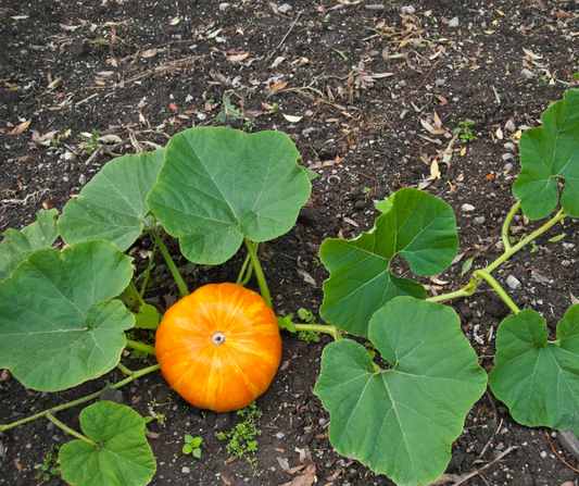 Wanneer Pompoen Planten?
