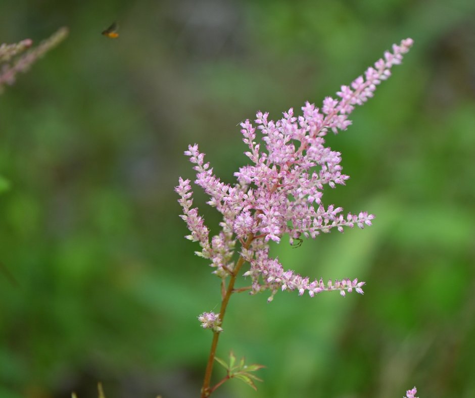 Wanneer Astilbe Planten?