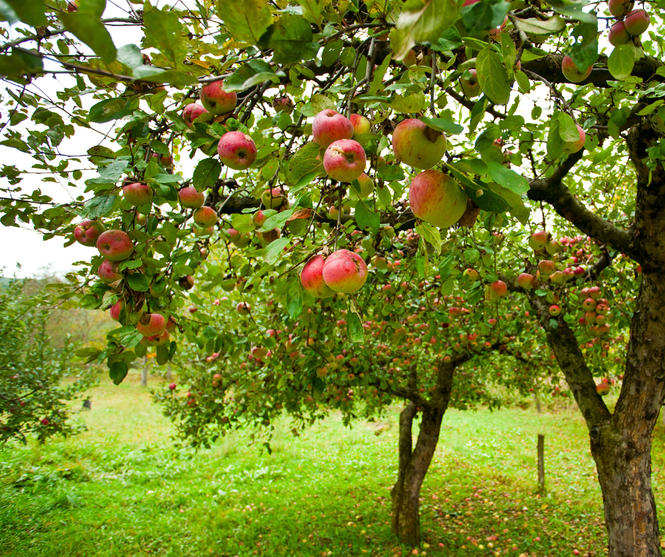 Wanneer Appelboom Planten?
