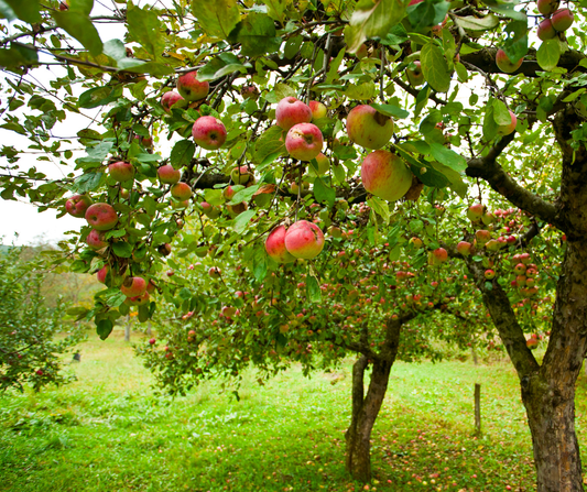 Wanneer Appelboom Planten?