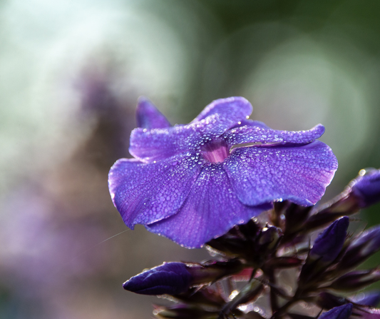 Wanneer Viooltjes Planten?