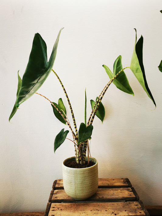 alocasia-zebrina-kamerplant-zwart-wit-streepjes-olifantsoor-beige-pot-groen-plantrekkers-leuven