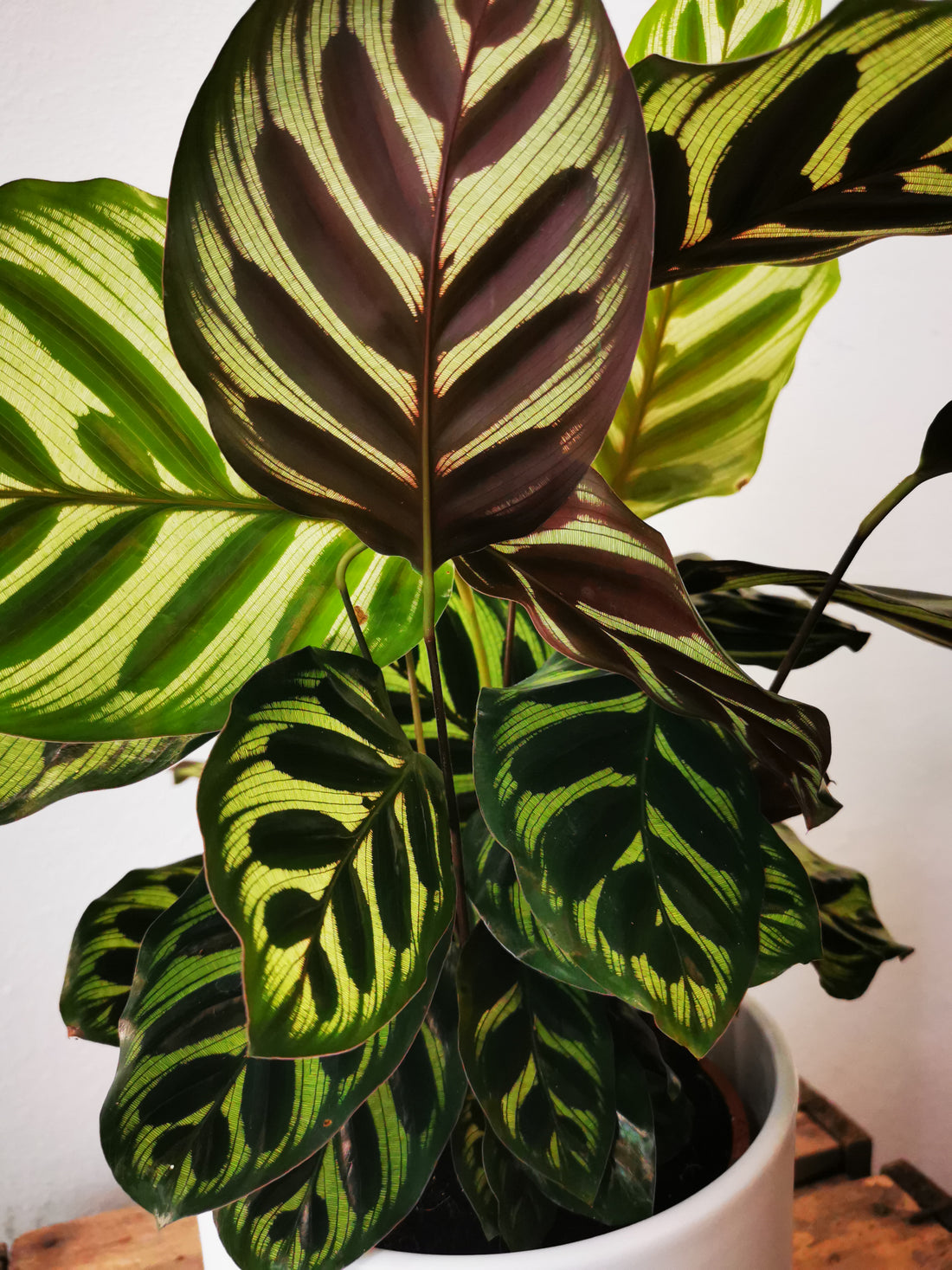 Zo verzorg je Calathea's