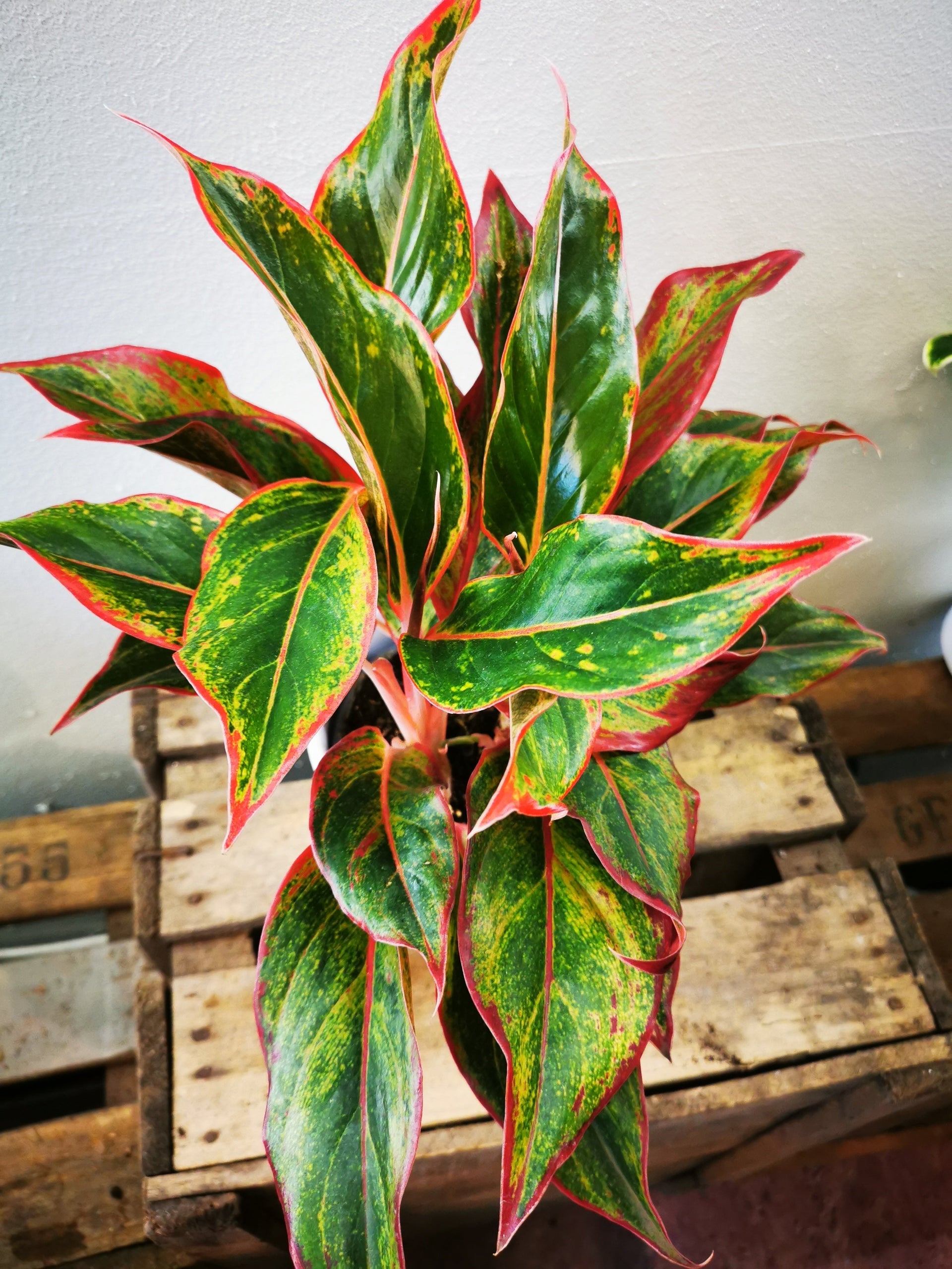 gold dust dracaena Dracaena surculosa 'Florida Beauty'
