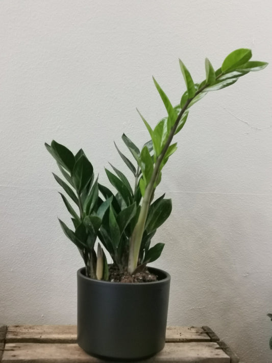 De Zamioculcas verzorgen