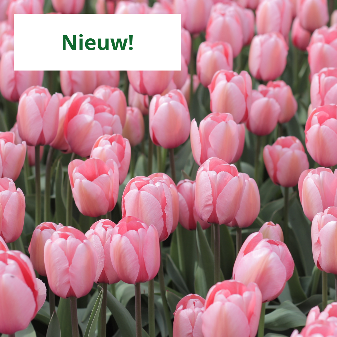 Wanneer tulpen aanplanten? De volledige gids