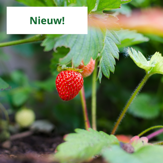 Wanneer aardbeien planten?
