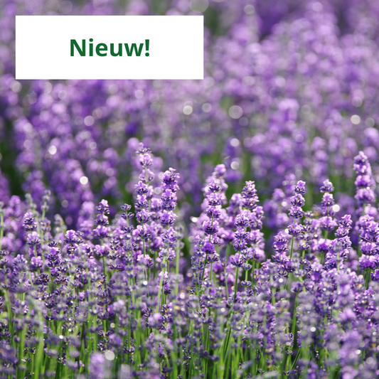Lavendel stekken