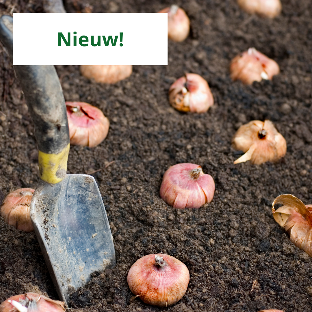 Wanneer bloembollen aanplanten? De volledige gids