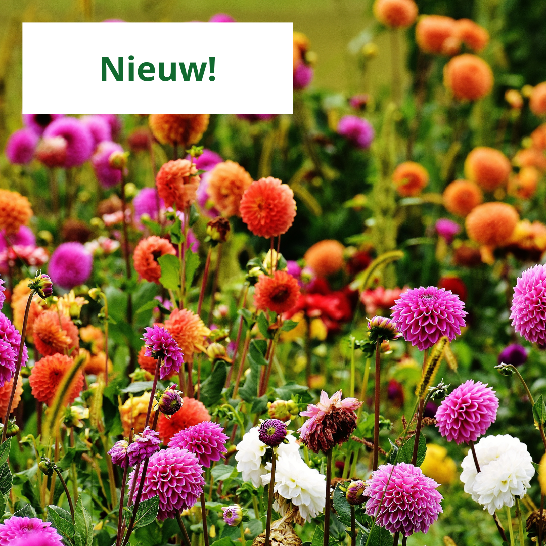 Wanneer dahlia's aanplanten? De volledige gids