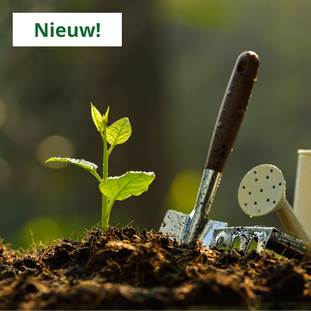 Wanneer welke planten planten? Een handig overzicht