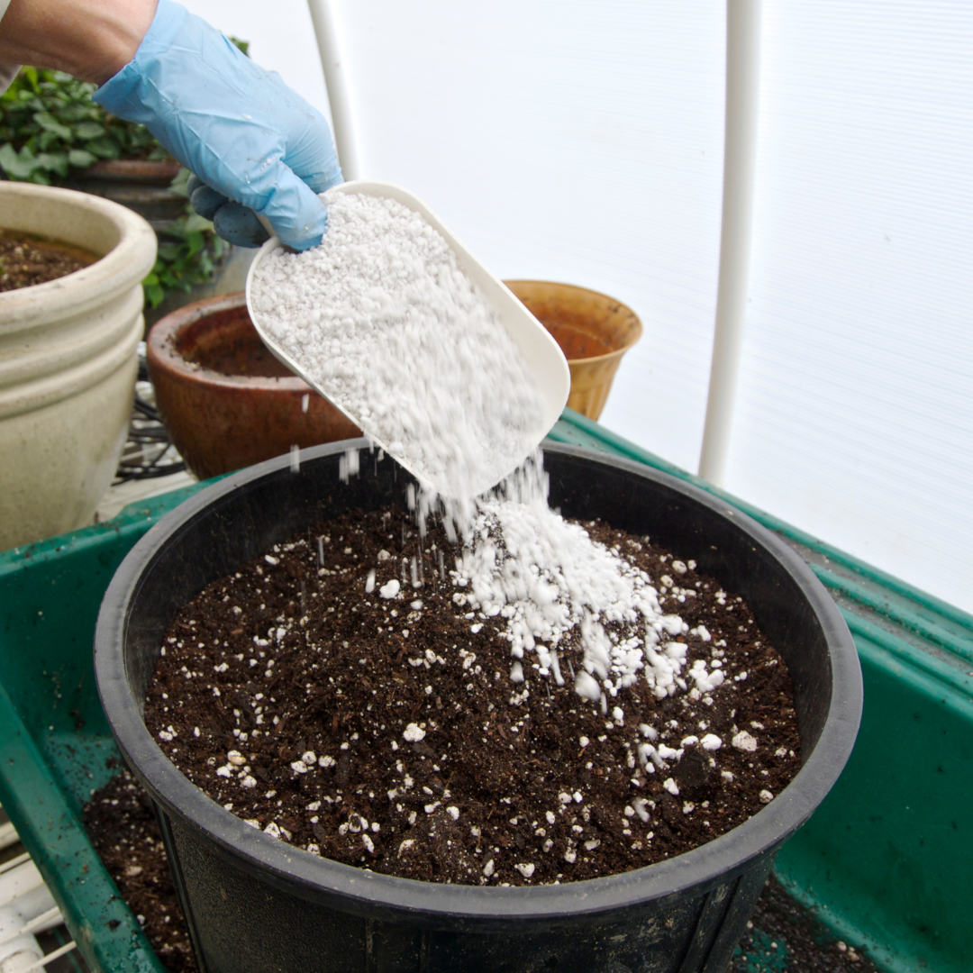 Perliet voor planten: wat is het & hoe gebruik je het in de tuin?