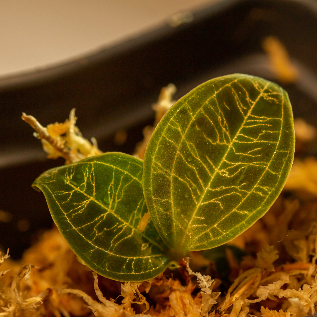 macodes-petola-jewel-orchid-leuven-De-Plantrekkers